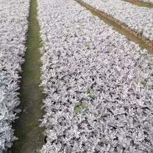 四川银叶菊基地批发成都银叶菊银叶菊双色杯价格银叶菊基地