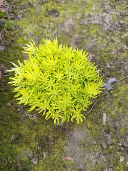 金葉佛甲草批發(fā)基地四川佛甲草杯苗佛甲草盤苗批發(fā)佛甲草價格