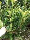 法國冬青綠籬批發(fā)16杯法國冬青工程苗法國冬青基地