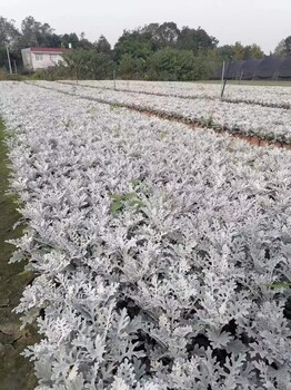 出售银叶菊批发双色杯银叶菊基地银叶菊工程苗