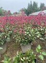 四川超級(jí)一串紅批發(fā)基地一串紅盆苗出售40-50高一串紅價(jià)格