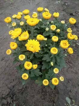 四川成都國慶菊基地批發(fā)國慶菊大杯批發(fā)價格國慶菊種植苗圃