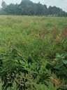 南天竹基地批發(fā)蘭天竹地被杯苗30-50高南天竹工程苗價(jià)格