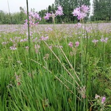 20-30高紫娇花基地批发紫娇花杯苗地苗紫娇花工程苗价格