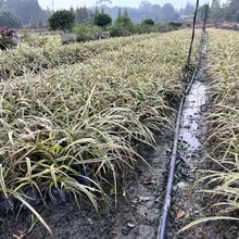 四川金边阔叶麦冬基地批发花叶麦冬小苗金边阔叶麦冬工程苗价格