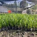 20-40高大花萱草批發(fā)基地四川大花萱草小苗價(jià)格萱草工程苗產(chǎn)地