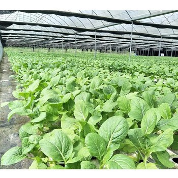 供應揭陽搭鋼架大棚工程每畝造價