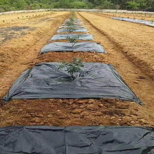單張黑色防草布價格,園藝地布廠家電話，蓋草布質(zhì)量