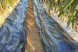 防草布能覆盖杂草防虫害，广西抑草布一亩地用多少，防草布价格