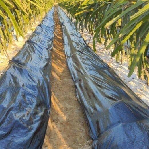 海南黑色防草布廠家，果樹大棚抑草布質(zhì)量苗圃打孔遮草布