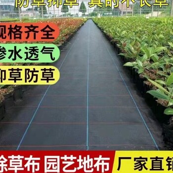 吉林防草布生產(chǎn)廠家90克單片打孔防草布藍(lán)莓黑色蓋草地布
