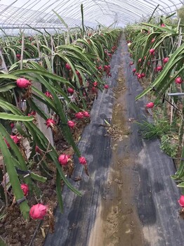 果園防草布每平米多少錢1米寬果園防草布價格