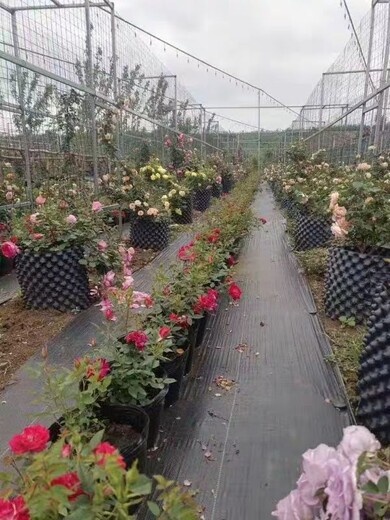 編織防草布價(jià)格黑色園藝除草布廠家打孔切片黑色防草布