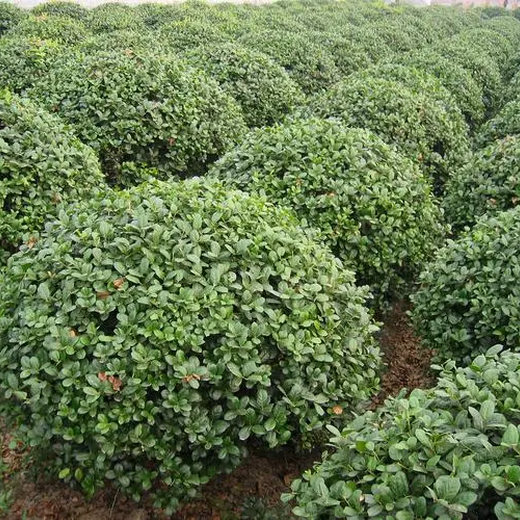 枸骨苗無刺枸骨苗子球子小苗基地