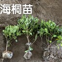 供應(yīng)海桐小苗球子規(guī)格