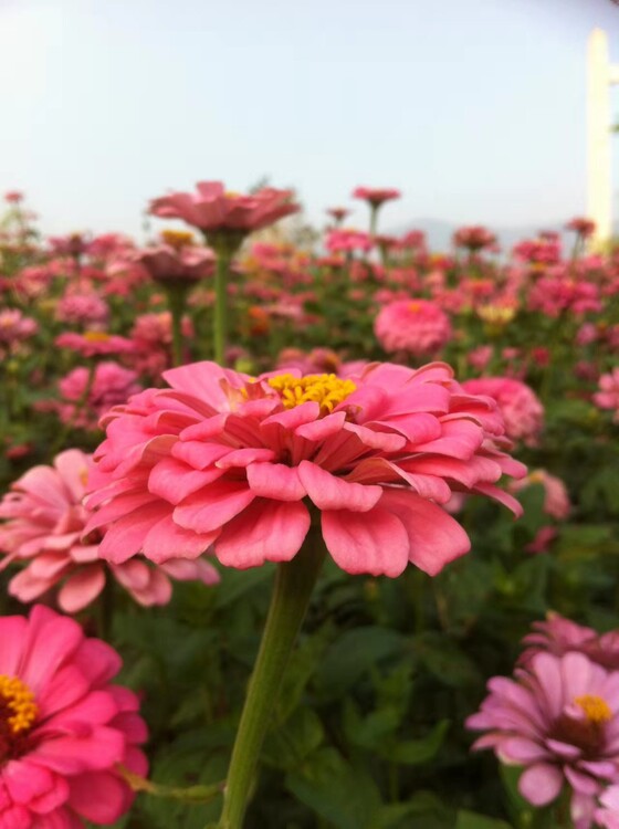 百日草花籽花期长开花快