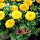 金盞菊