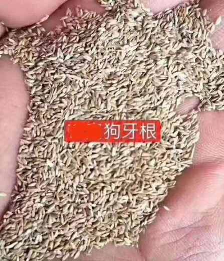 矮生百慕大草籽批發(fā)百慕大草籽了解