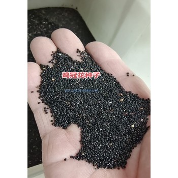 雞冠花品種種子杯苗產(chǎn)地供應