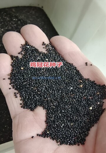 雞冠花品種種子杯苗產(chǎn)地供應(yīng)