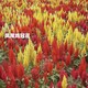 雞冠花鳳尾紅黃