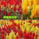雞冠花鳳尾紅黃組合