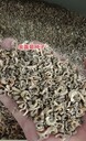金盞菊種子種植用途有哪些