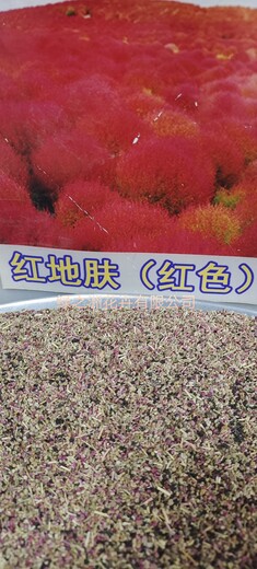 景觀(guān)地膚園林用途種子今年價(jià)格