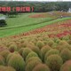 地膚漸紅期