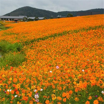 硫華菊種子種植園林用途