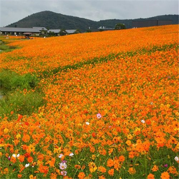 硫华菊种子种植园林用途