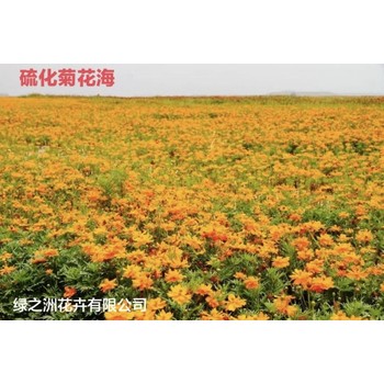 硫华菊种子种植园林用途