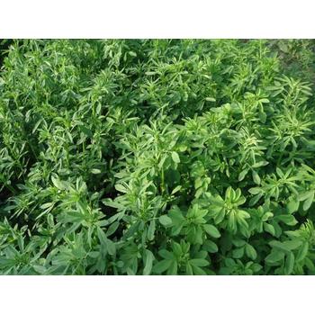 紫花苜蓿種子批發(fā)各種級別
