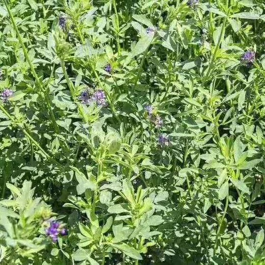 進(jìn)口紫花苜蓿種子批發(fā)銷售