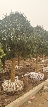 桂花工程苗盆栽苗品種價格不貴