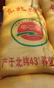 紅花蕎麥種子批發(fā)甜蕎麥種子批發(fā)