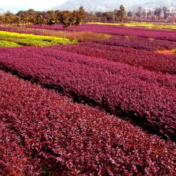 紅葉小檗產(chǎn)地專賣紅葉小檗園林用途