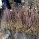 紅葉小檗杯苗