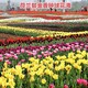 郁金香花海色塊自拍1