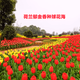 郁金香花海紅黃自拍