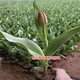 郁金香帶花蕾自拍