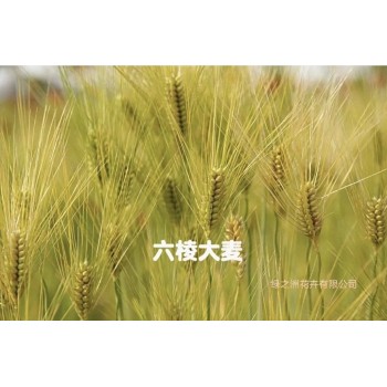 六棱大麦种子产地价格大麦种植前景