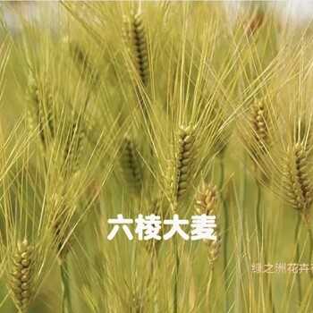 六棱大麥種子產(chǎn)地價(jià)格大麥種植前景