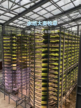 新品種大麥種子每平方用量
