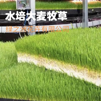 一年生黑麥草種子怎樣購買