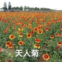 夏種草花種子天人菊種子供應(yīng)