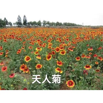 夏種草花種子天人菊種子供應(yīng)