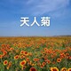 天人菊1