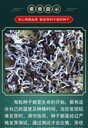 蘇丹草種子進(jìn)口品種價(jià)格便宜批發(fā)
