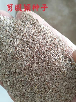 矮生草坪狗牙根草籽大量批發(fā)我們發(fā)芽率